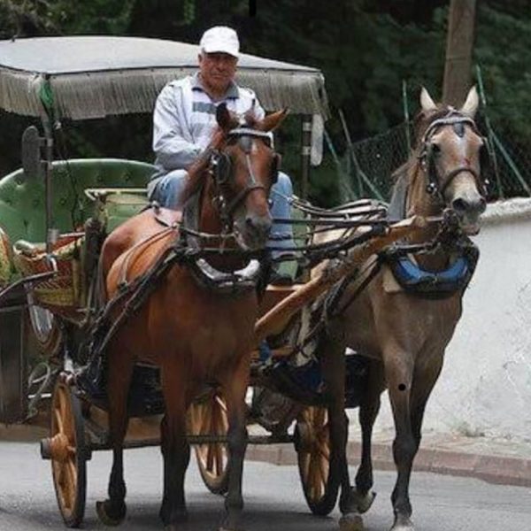 Carriage Tours 60 Minute